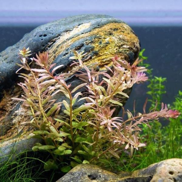 Rotala Fujian Saksı Canlı Bitki