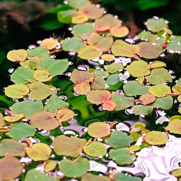 Phyllanthus Fluitans Red In Vitro Canlı Bitki