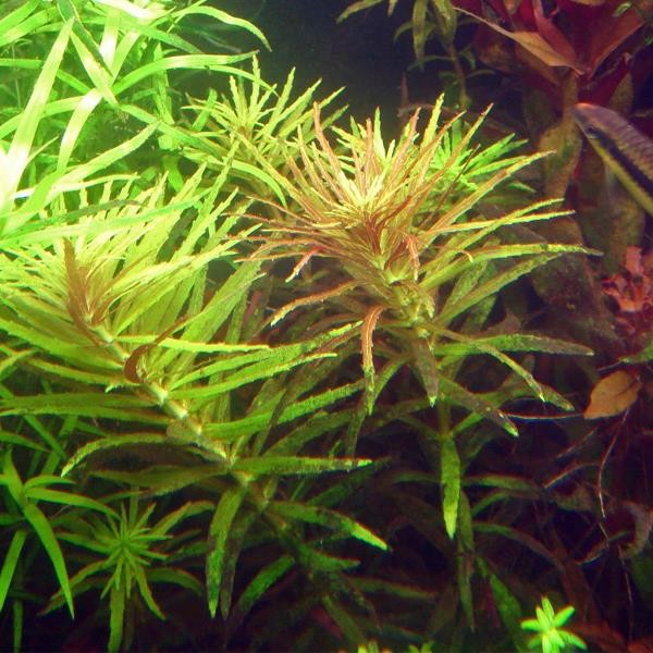 Limnophila Hippuroides In Vitro Cup Canlı Bitki