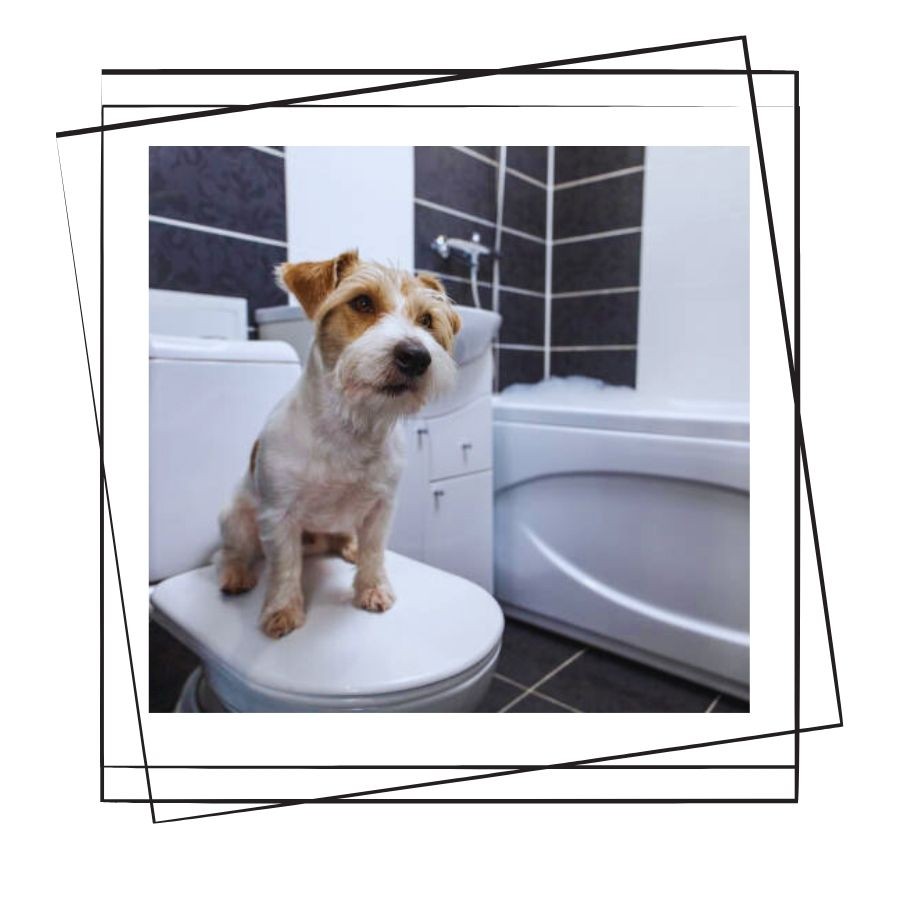 Köpeklerde Tuvalet Eğitimi