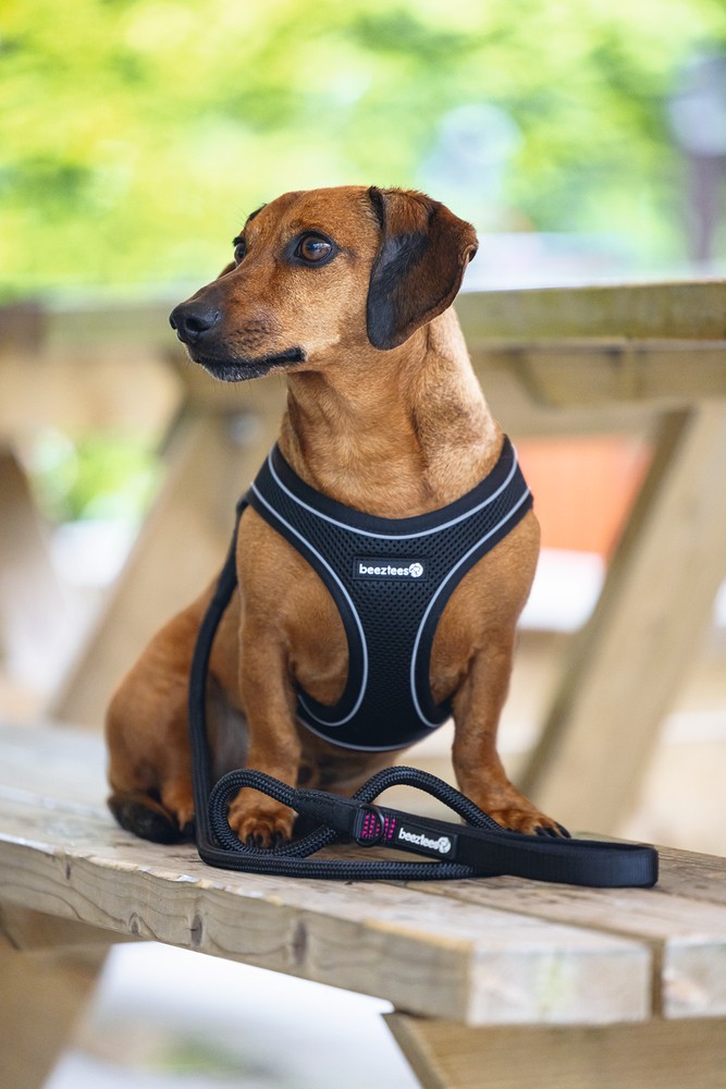 Beeztees Köpek Göğüs Tasması, Neopren, Siyah, S, 38-44cm