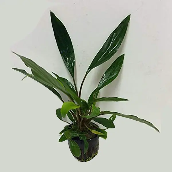 Homalomena Sp. Saksı Canlı Bitki