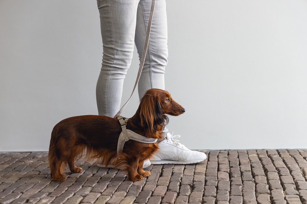 Beeztees DBL Köpek Göğüs Tasması, Velur, Gri, S, 20mm x 52cm