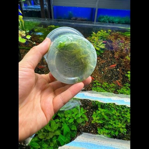 Pogostemon Helferi In Vitro Canlı Bitki 500cc