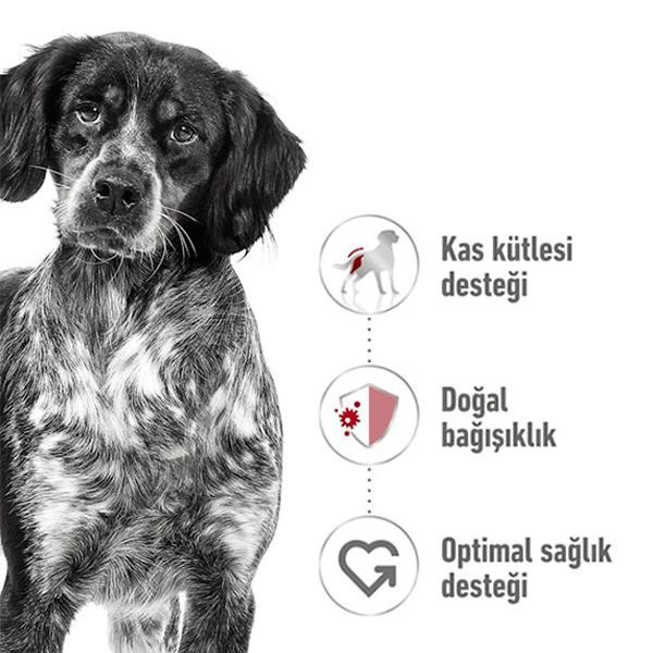 Royal Canin Küçük Irk Konserve Köpek Maması 195gr 12li Paket