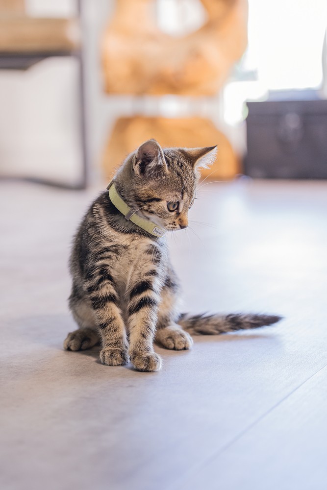 Beeztees Yavru Kedi Boyun Tasması, Bebek Sarı, 18-23cm