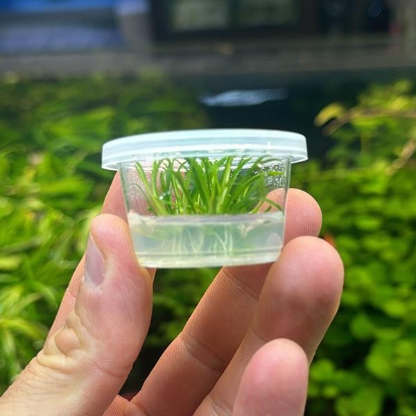 Cryptocoryne Parva Küçük In Vitro Cup Canlı Bitki