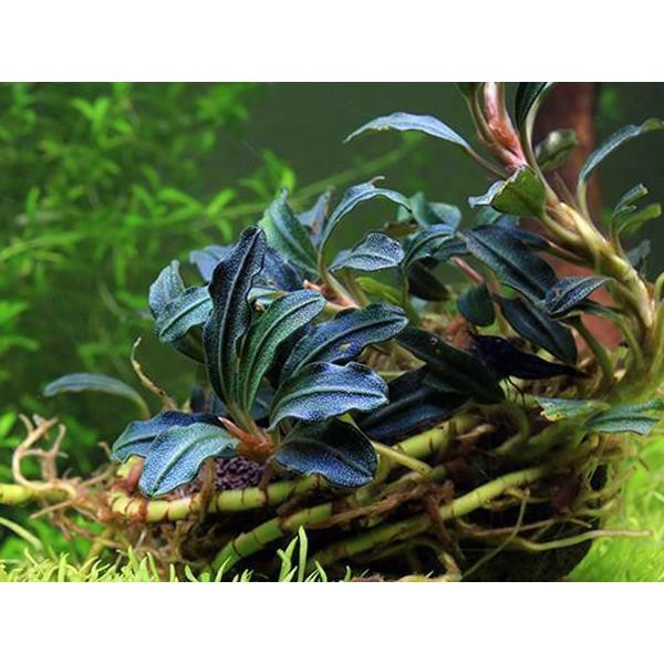 Bucephalandra Kedagang Round Saksı Canlı Bitki