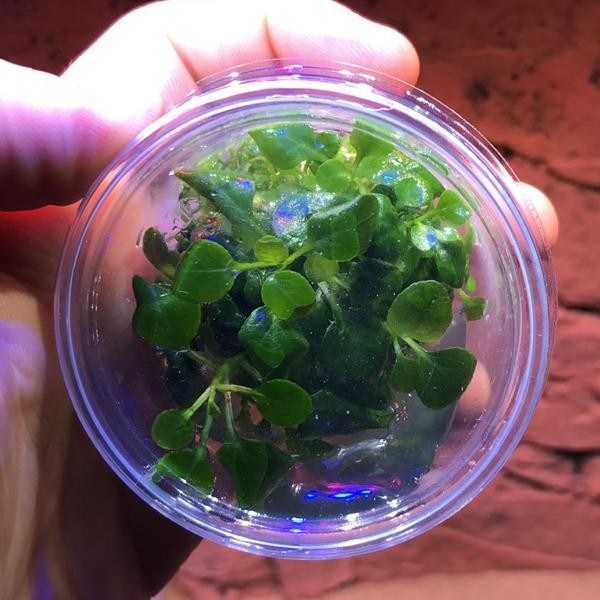 Lobelia Cardinalis In Vitro Cup Canlı Bitki