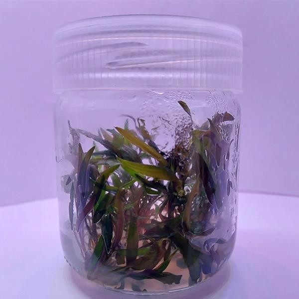 Cryptocoryne Axelrodi In Vitro Canlı Bitki