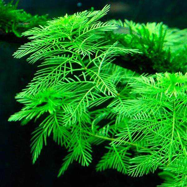 Myriophyllum Mattogrossense In Vitro Cup Canlı Bitki