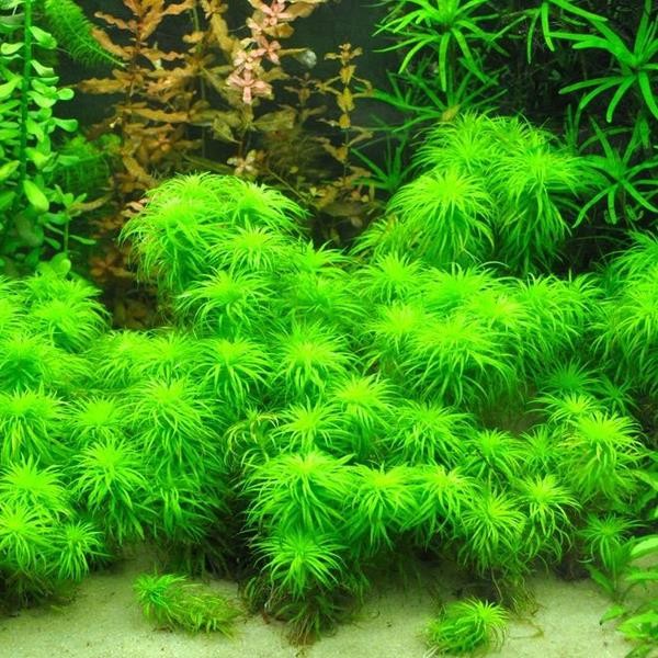 Tonina Sp Belem Saksı Canlı Bitki