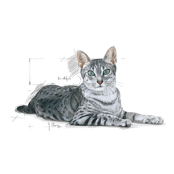 Royal Canin Home Indoor 7+ Yaşlı Kedi Maması 3,5Kg