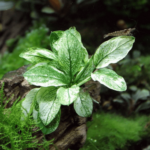 Anubias Nana Pinto Küçük In Vitro Cup Canlı Bitki