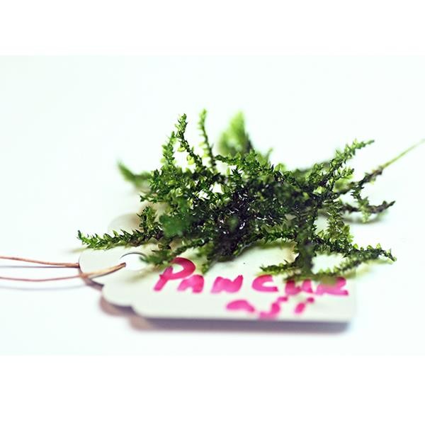Pancuraji Moss 5x5 Yeni Sarım Canlı Bitki