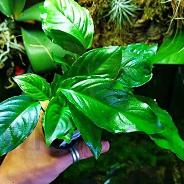 Су перісі Ариэль секс видео