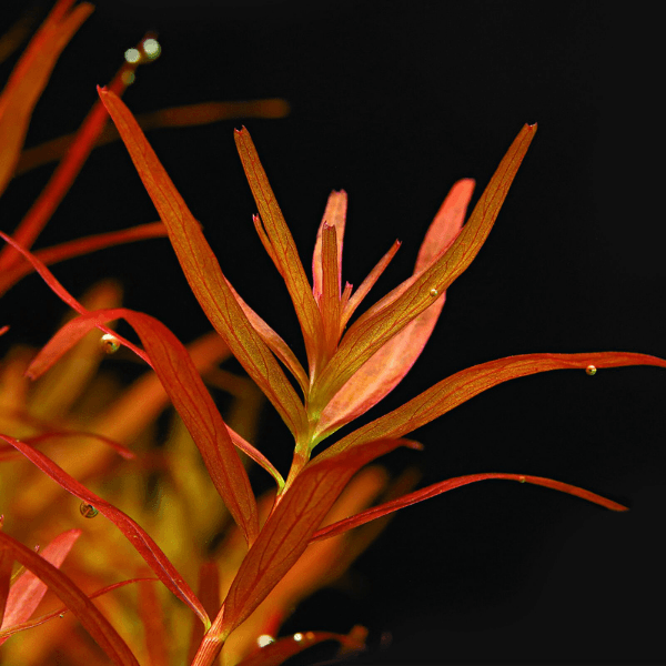 Rotala Rotundifolia Reddish Vietnam Saksı Canlı Bitki