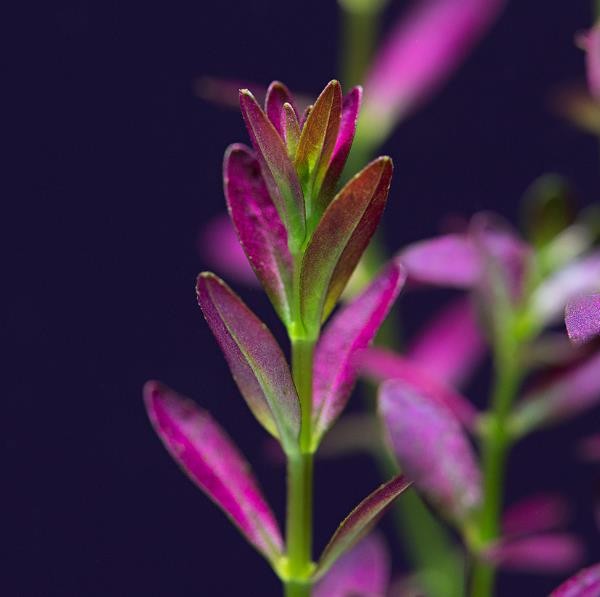 Anubias Heterophylla Saksı Canlı Bitki XXL 5-7 Yaprak