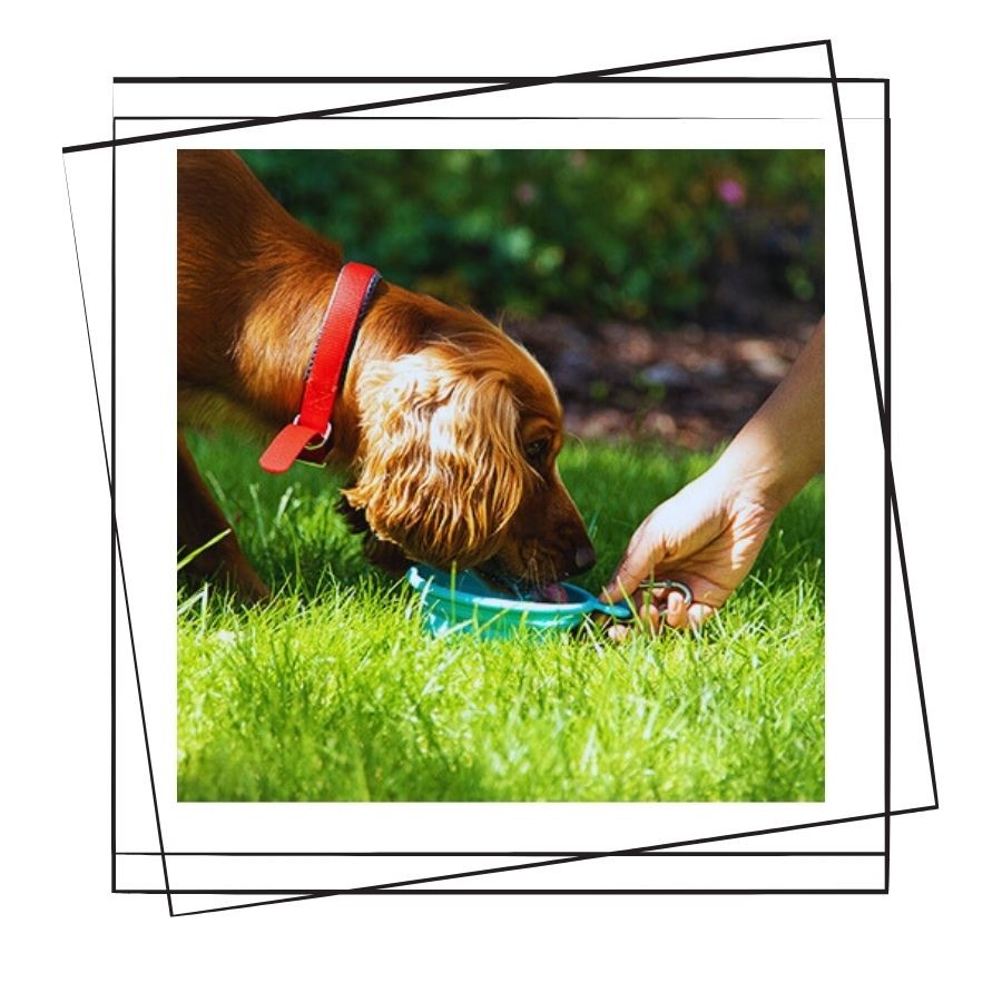 Bahçede Köpek Beslemek