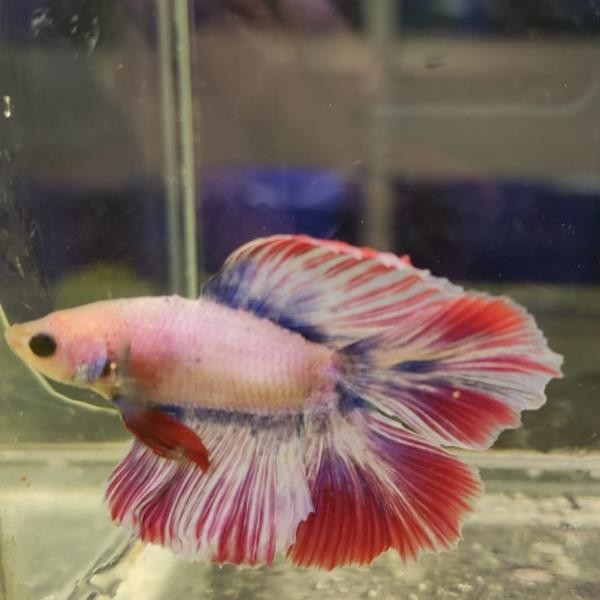 Betta Balığı Gerçek Görsel No:2