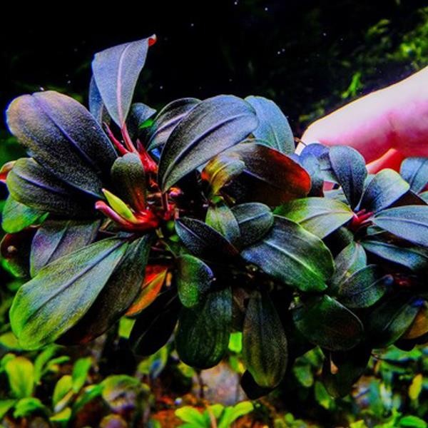 Bucephalandra Rainbow Marble Saksı Canlı Bitki