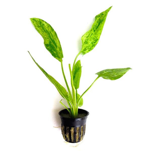 Echinodorus Marble Saksı Canlı Bitki