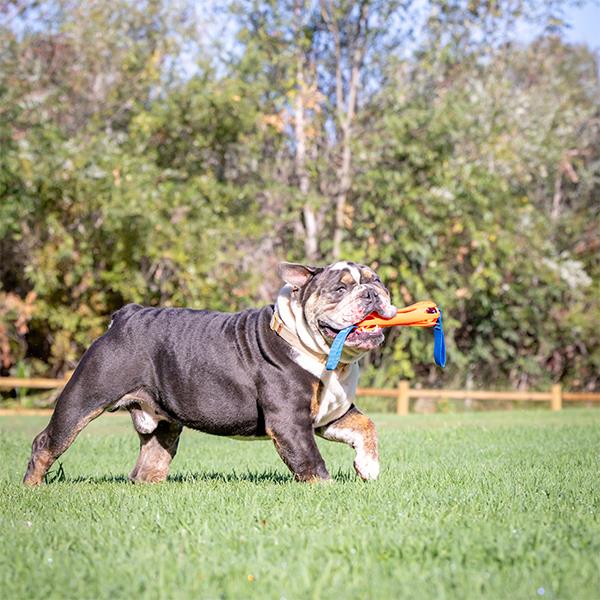 Chuckit Air Bumper At Getir Köpek Oyuncağı 27cm