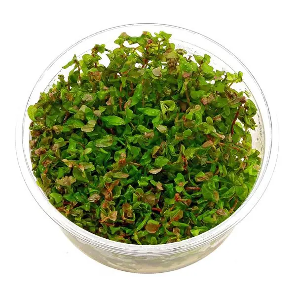 Rotala Macrandra In Vitro Canlı Bitki