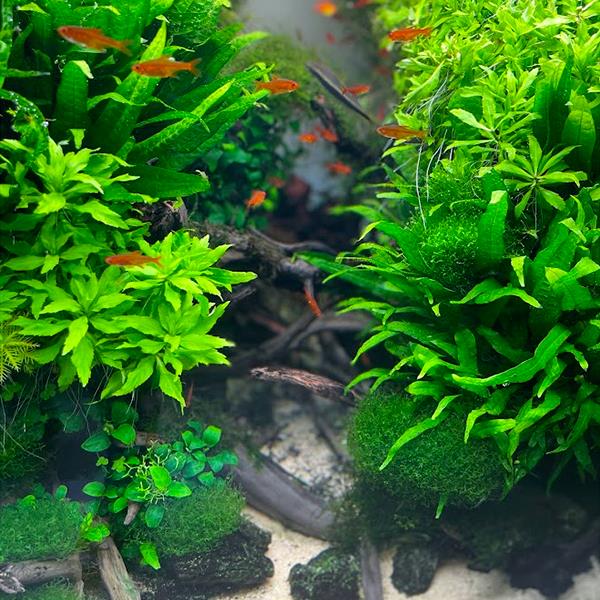 Penthorum Sedoides Saksı Canlı Bitki