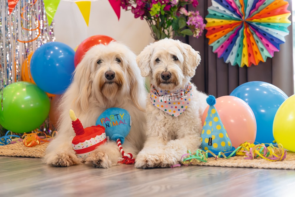 Beeztees Köpek Oyuncağı, Parti Balonu, Peluş, Mavi, 39x13x7,5cm