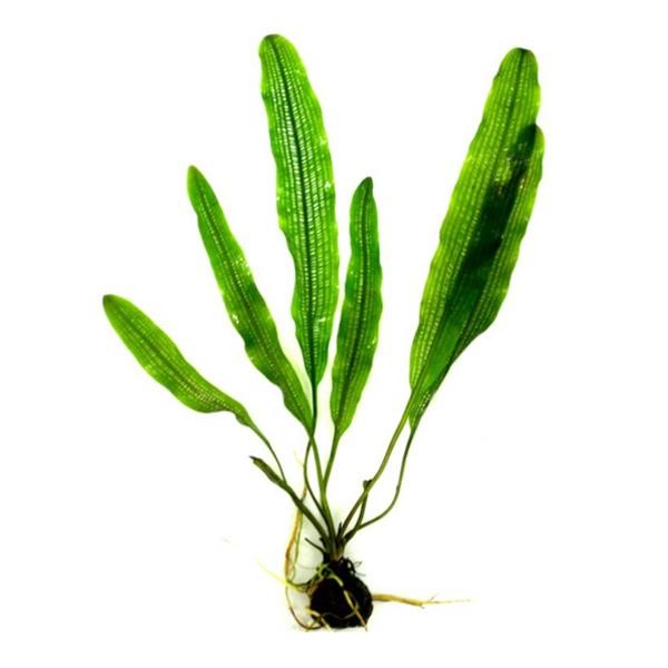 Aponogeton Henkelianus Narrow Soğan Canlı Bitki