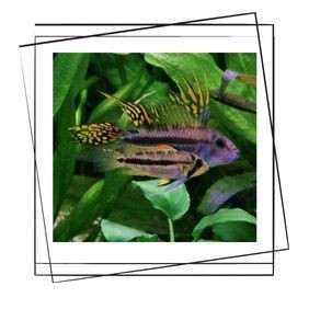 Apistogramma (Kakadu) Balığı