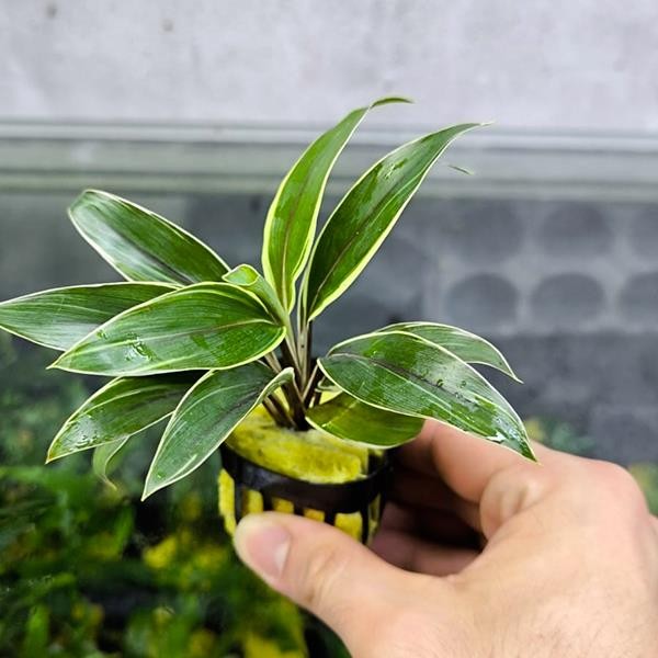 Cordyline Compacta Variegated Saksı Canlı Bitki