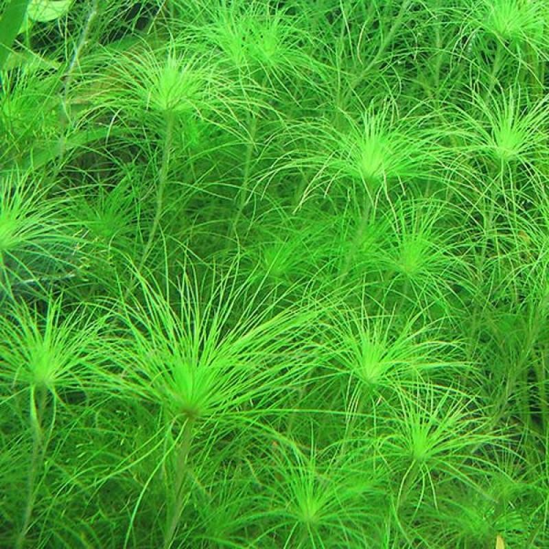 Eriocaulon Setaceum Saksı Canlı Bitki