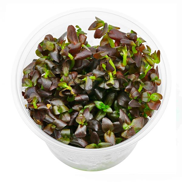 Bacopa Salzmannii Purple In Vitro Canlı Bitki