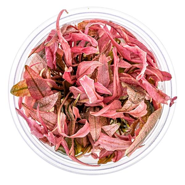 Cryptocoryne Flamingo In Vitro Canlı Bitki