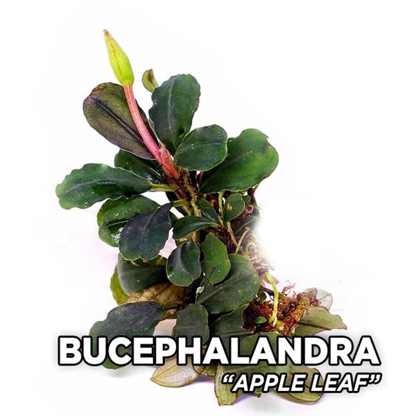 Bucephalandra Apple Leaf Saksı Canlı Bitki