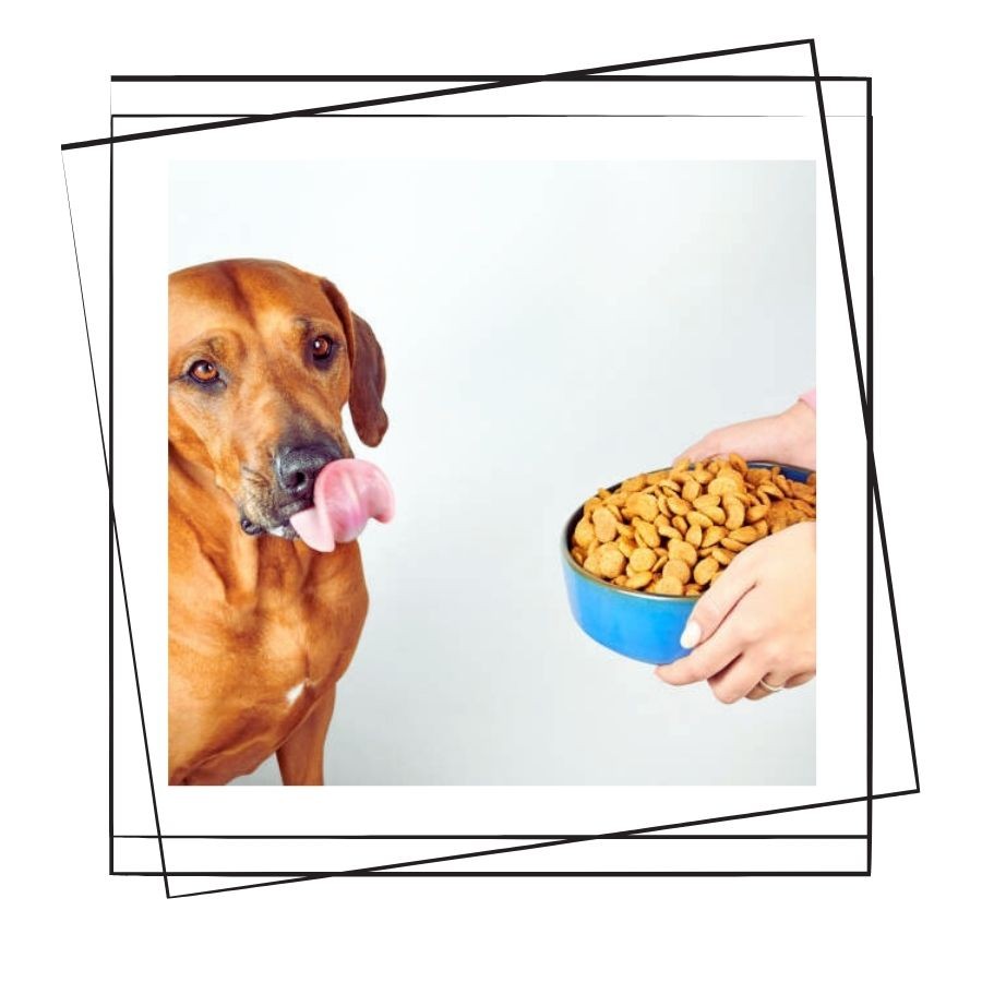 Kısırlaştırılmış Köpeklerde Beslenme