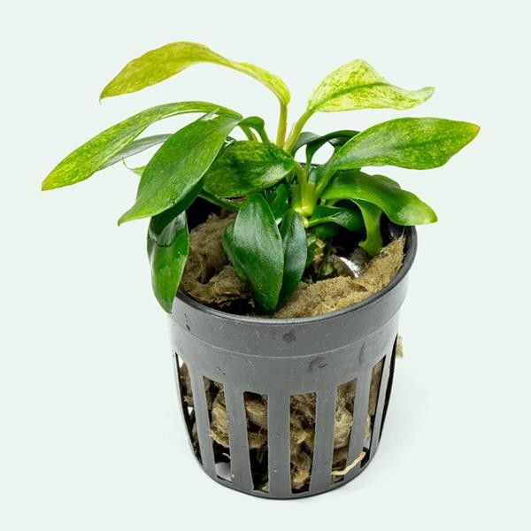 Anubias Minima Variegated Saksı Canlı Bitki