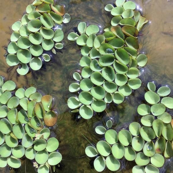 Salvinia Cucullata Su Üstü Canlı Bitki 10x10cm