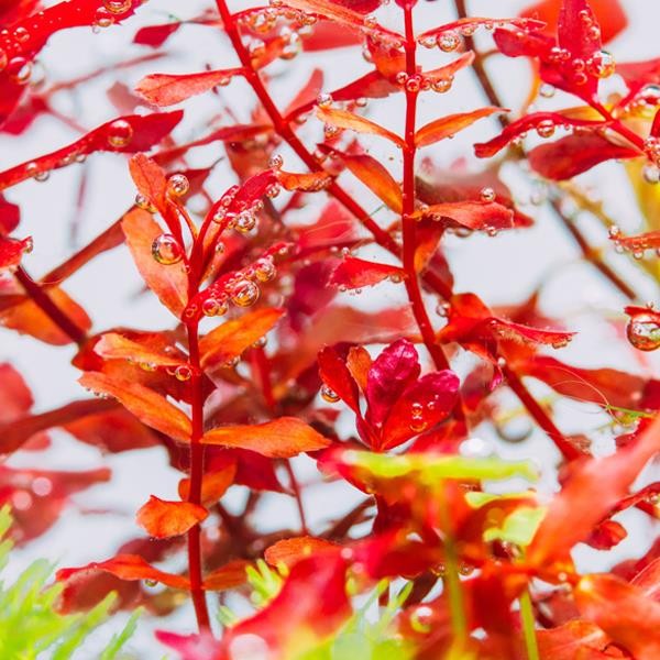 Rotala Macrandra Mini Red In Vitro Canlı Bitki