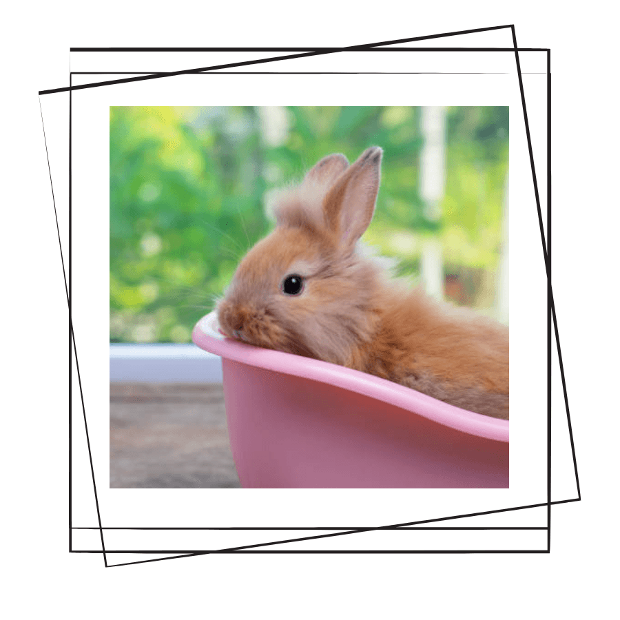 Tavşanlarda Tuvalet Eğitimi