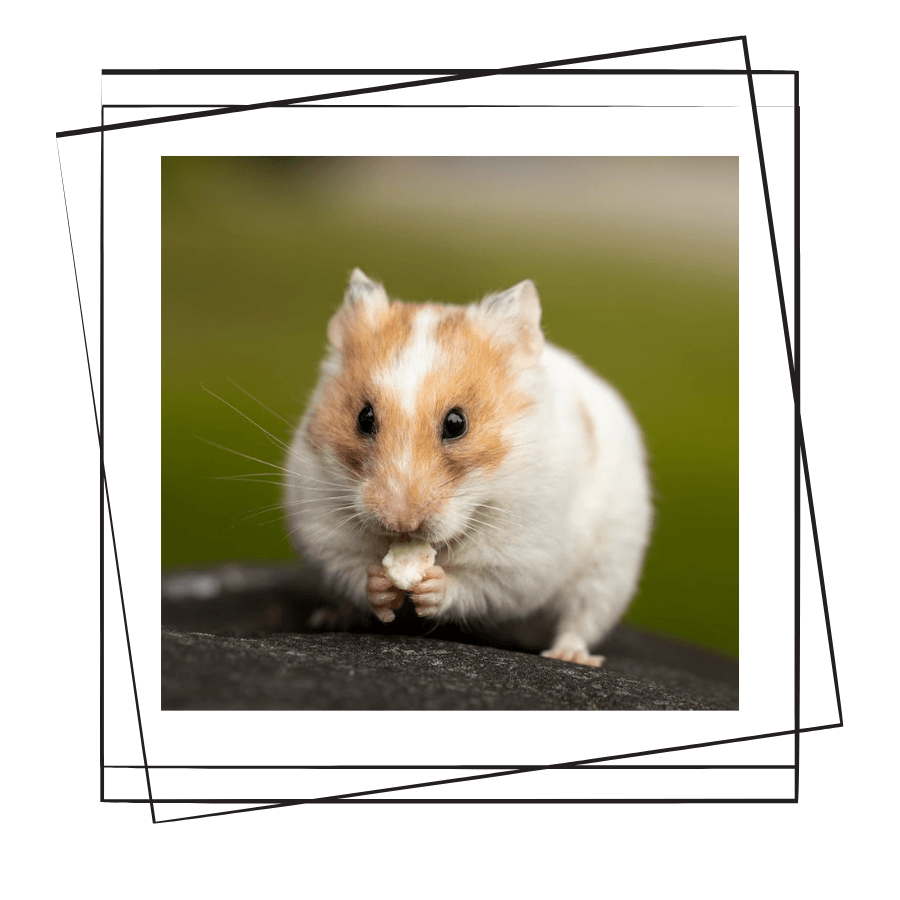 Hamster/Gonzales Kafesi Nasıl Seçilmelidir ?