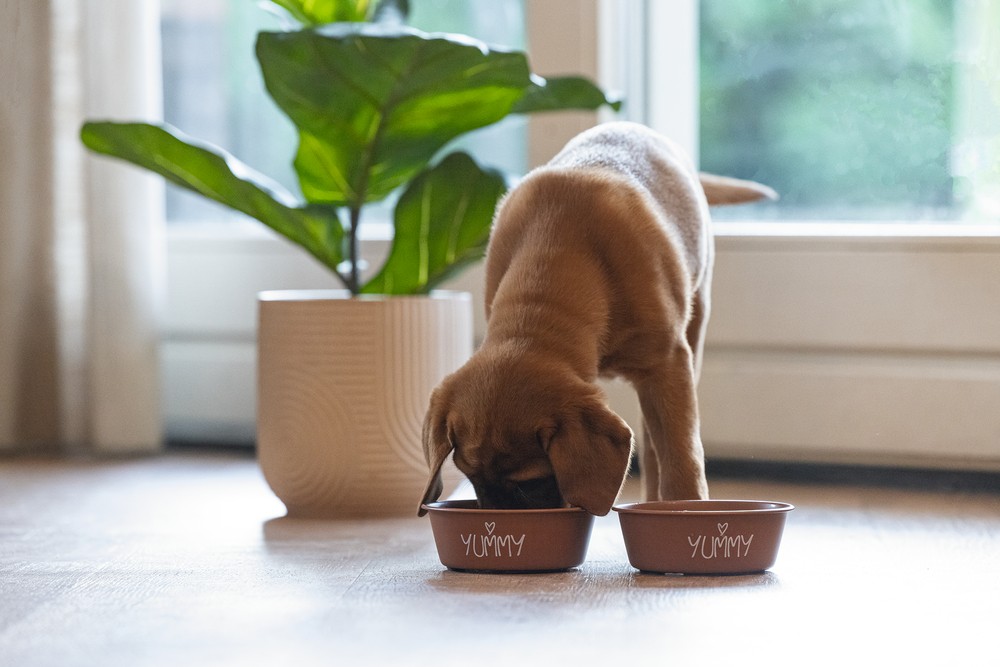 Beeztees Yavru Köpek Mama Su Kabı, Paslanmaz Çelik, Kaymaz Taban, Kiremit, 13cm, 470ml