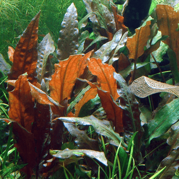 Cryptocoryne Mioya Saksı Canlı Bitki