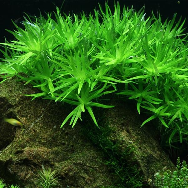 Heteranthera Stargrass Saksı Canlı Bitki