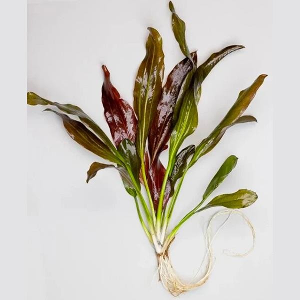 Echinodorus Fancy Twist In Vitro Canlı Bitki