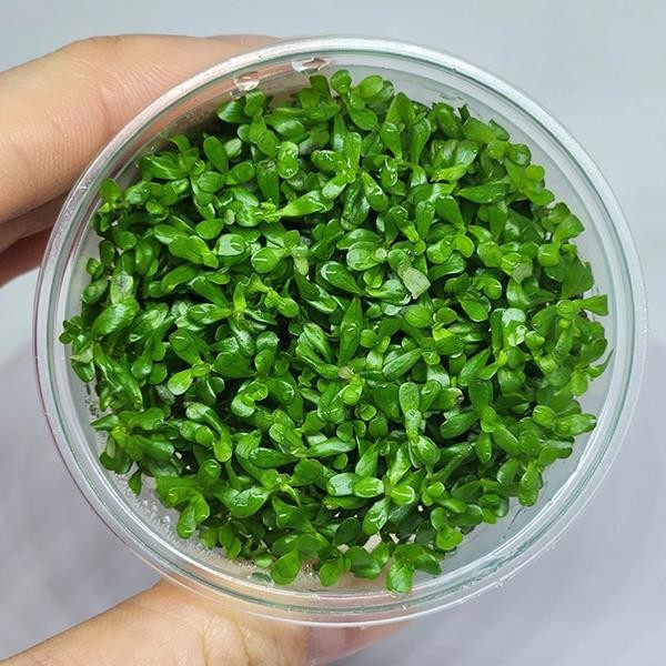 Rotala Bossi In Vitro Canlı Bitki