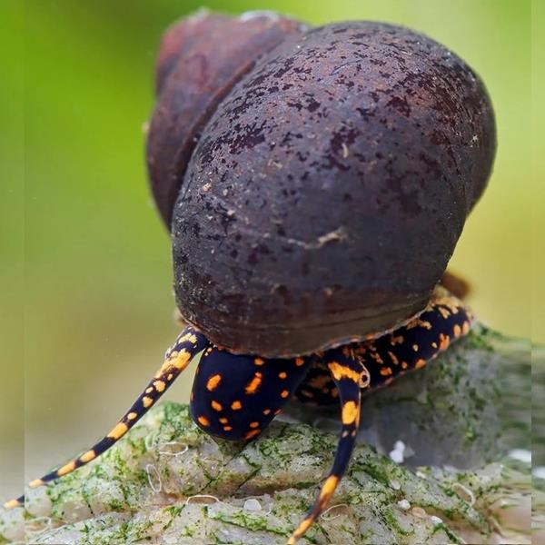 Papua Orange Spotted Salyangoz 3 Adet Straforlu Gönderim