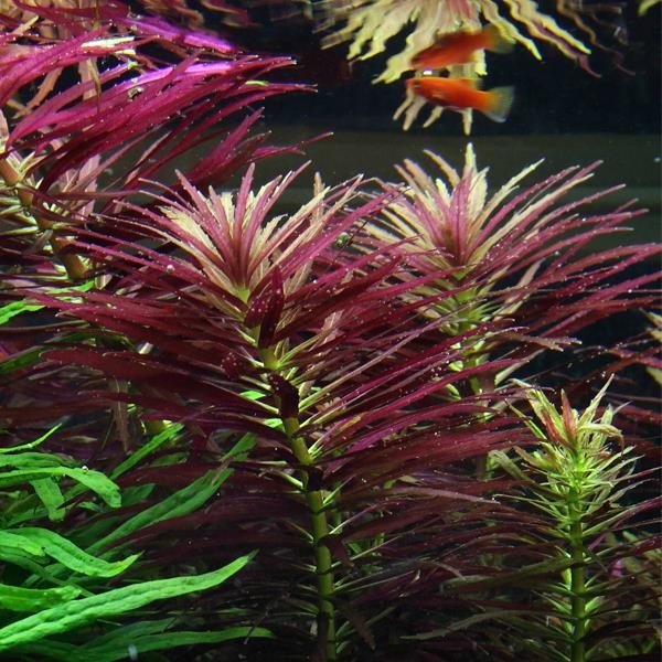 Limnophila Hippuroides In Vitro Cup Canlı Bitki